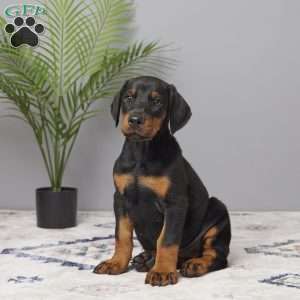 Daisy, Doberman Pinscher Puppy